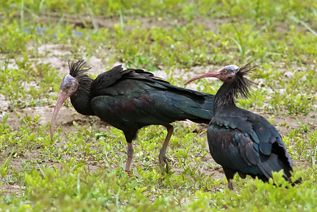Northern Bald Ibis