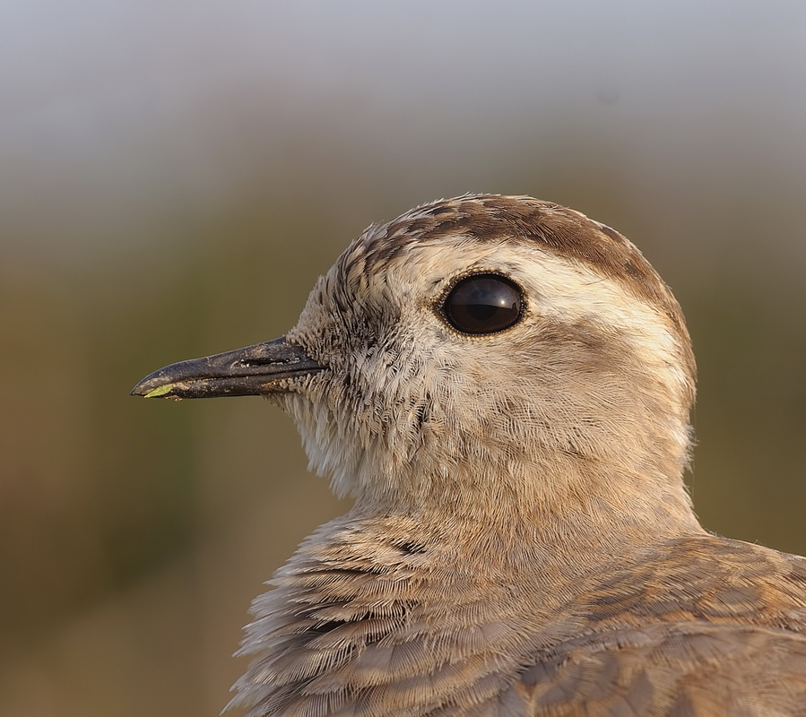 Eurasian Dotterel