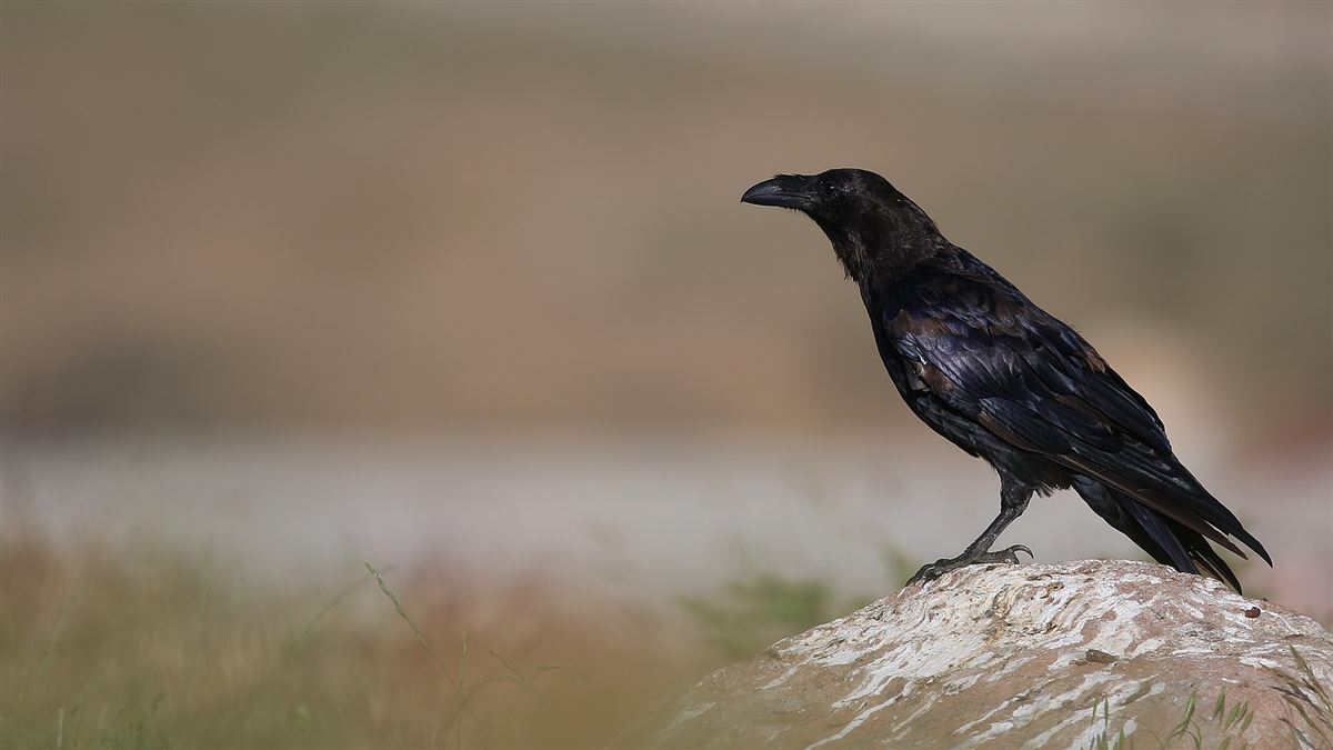 Northern Raven