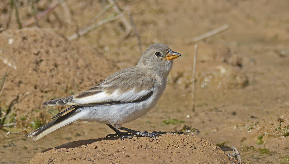White-winged Snowfinch