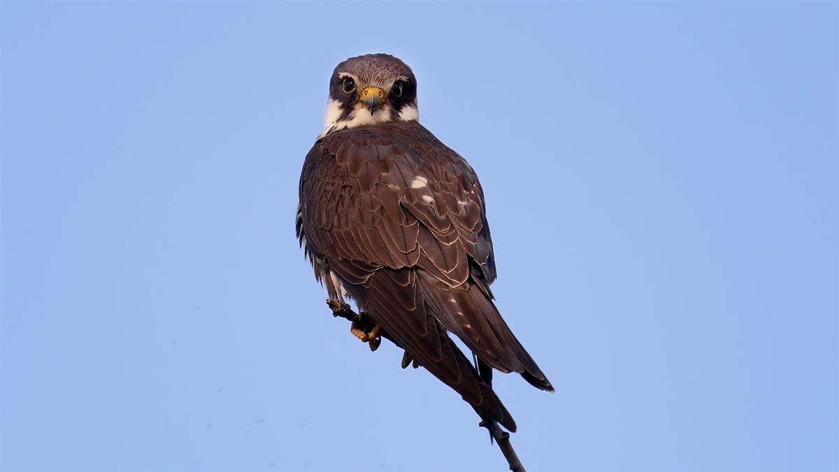 Eurasian Hobby