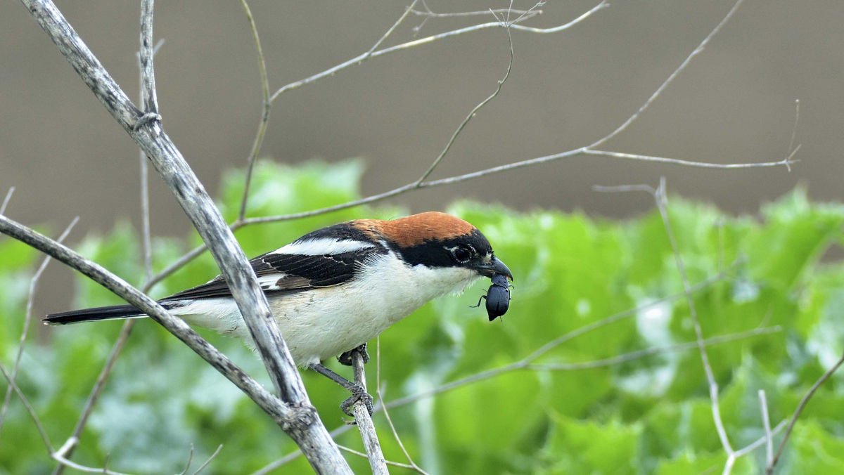 Woodchat Shrike