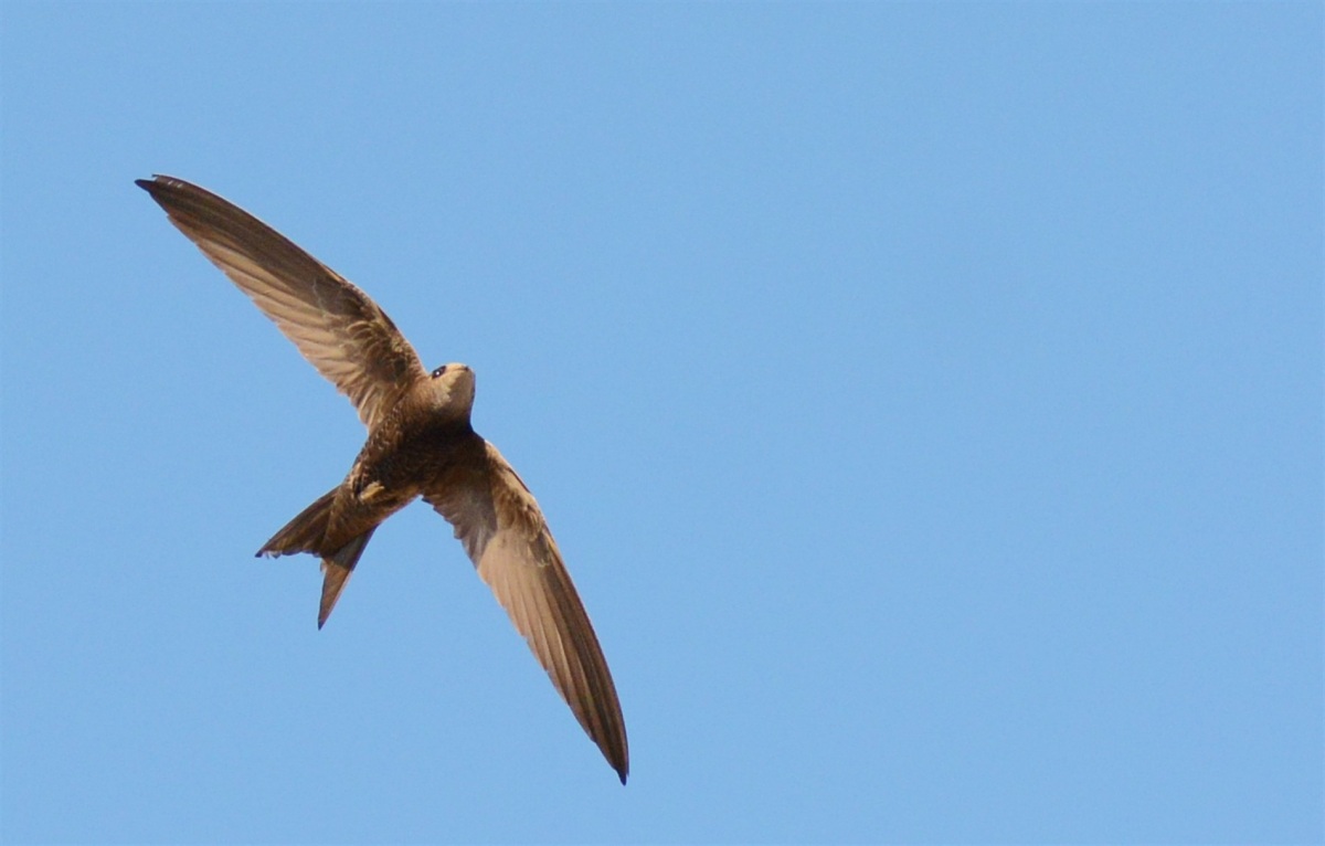 Pallid Swift