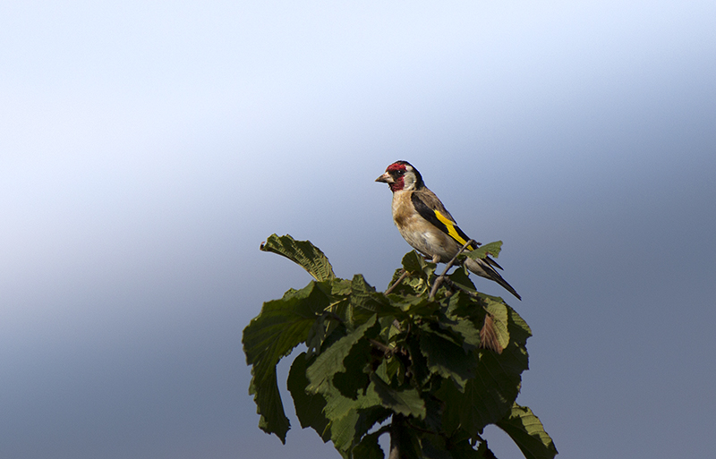 European Goldfinch