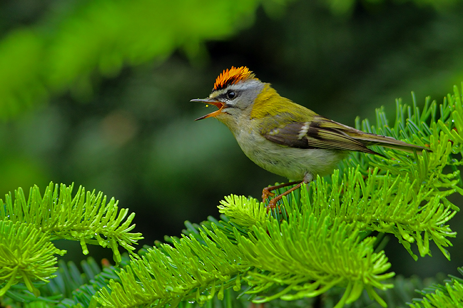 Common Firecrest