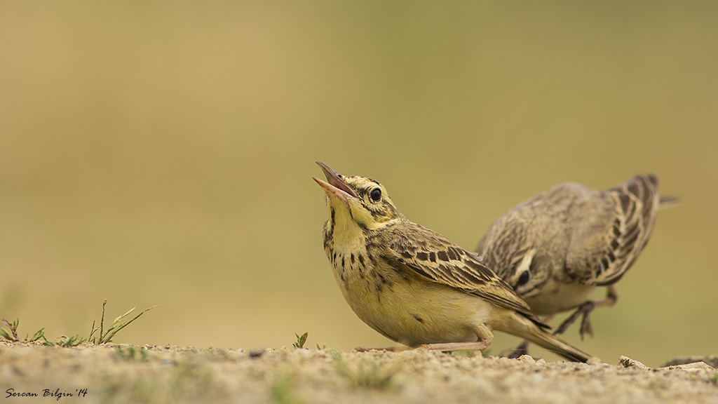 Tawny Pipit