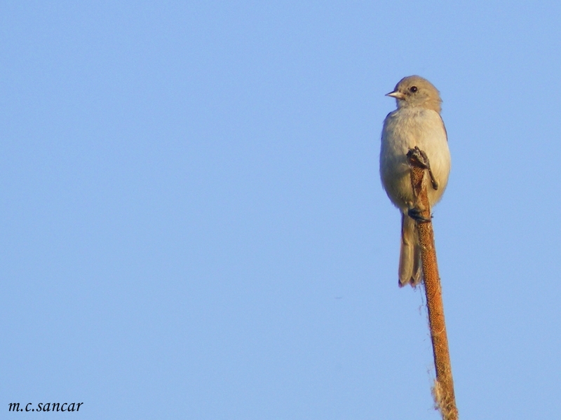 Eurasian Penduline Tit
