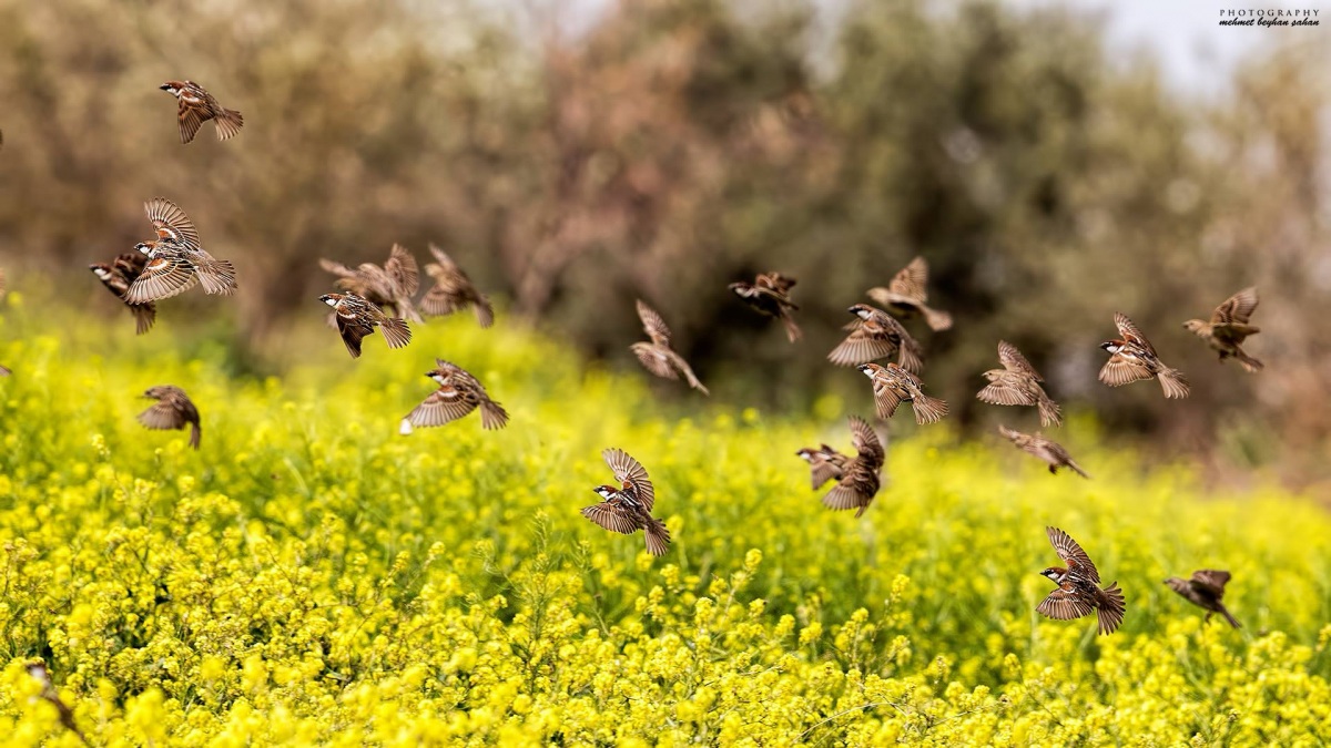 Spanish Sparrow