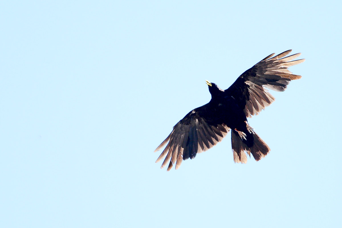 Alpine Chough