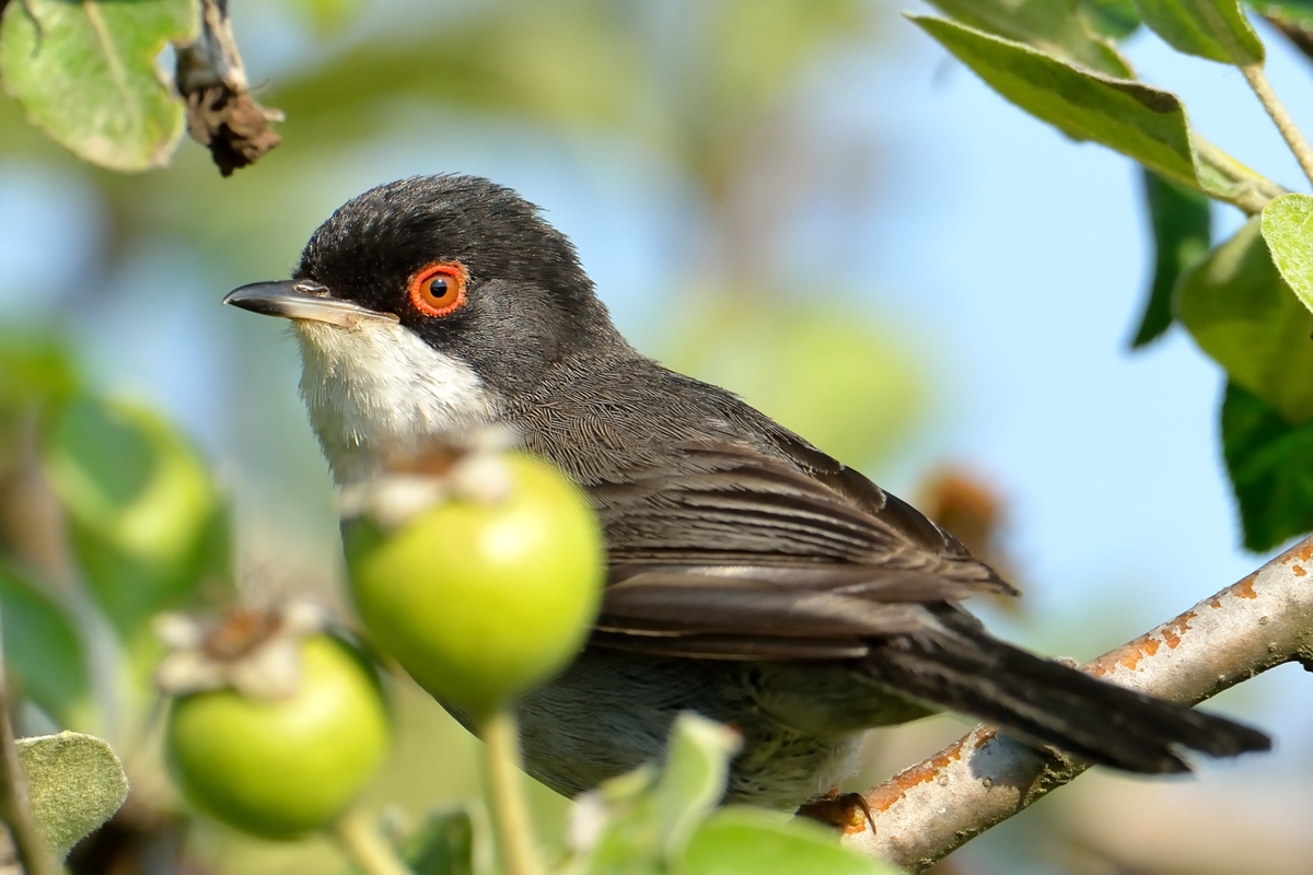 Sardinian Warbler