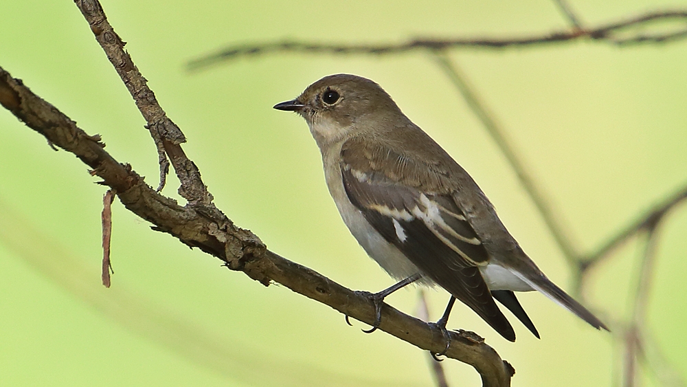 Semicollared Flycatcher