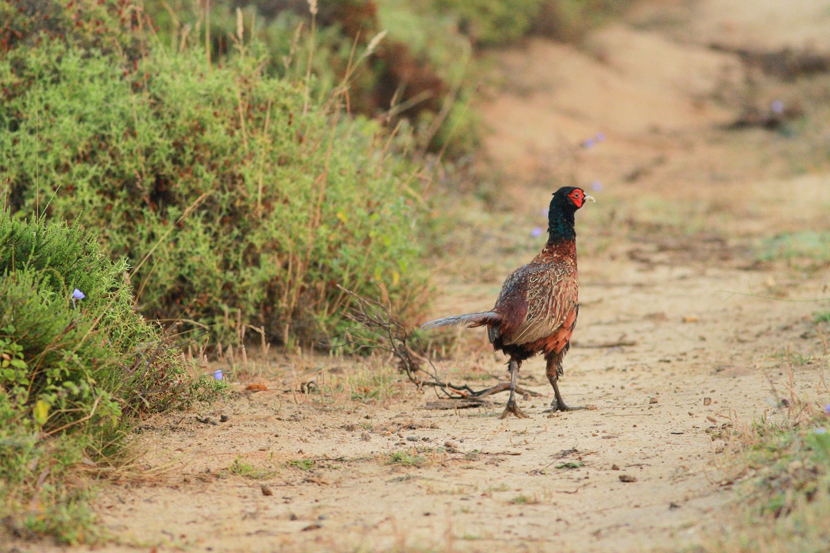 Common Pheasant