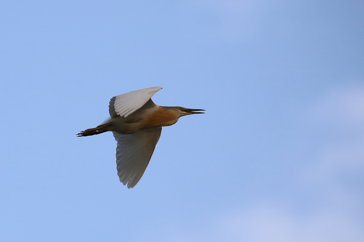 Squacco Heron