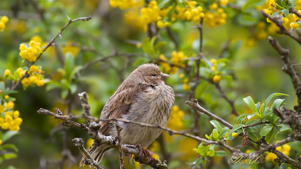 Common Linnet