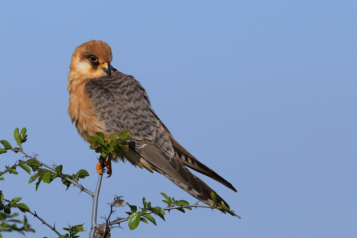 Red-footed Falcon