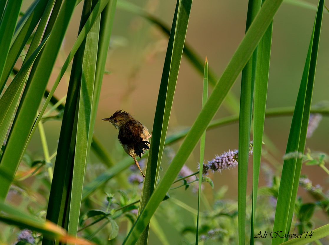 Delicate Prinia