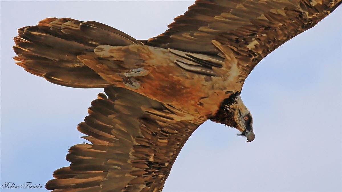Bearded Vulture