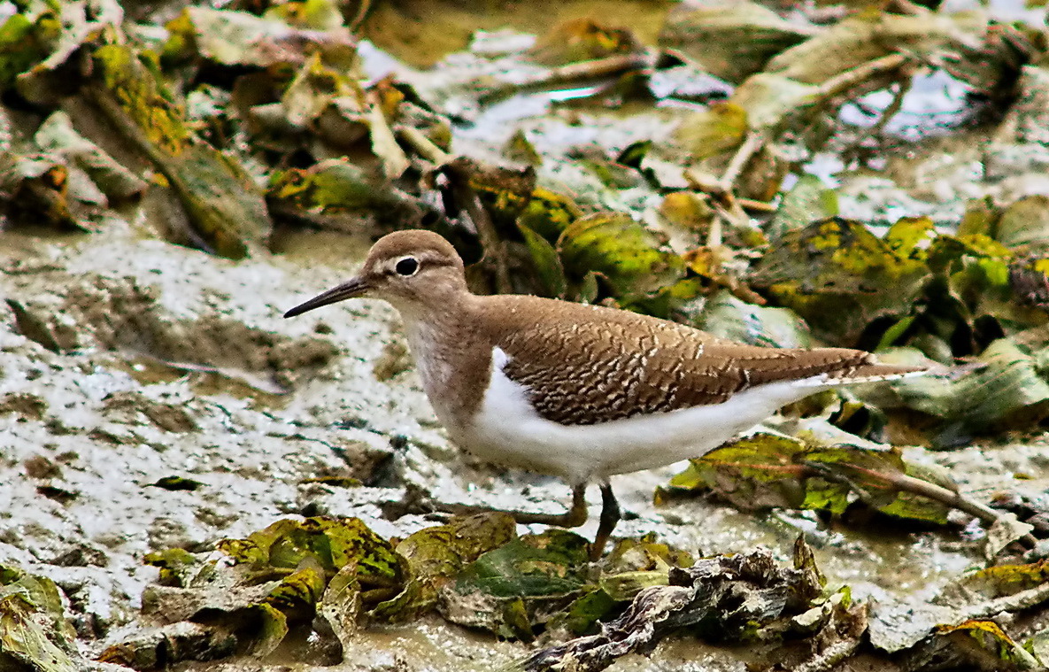 Common Sandpiper