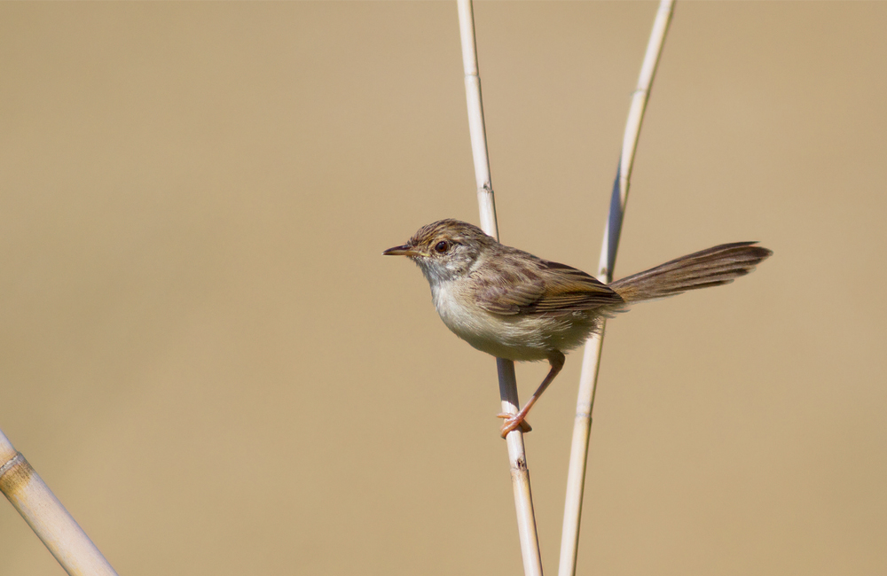 Delicate Prinia