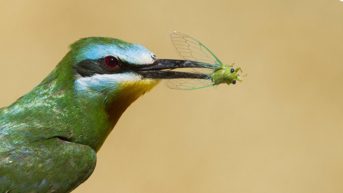 Blue-cheeked Bee-eater