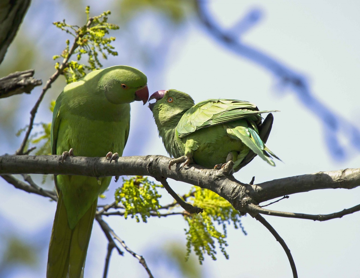 Rose-ringed Parakeet