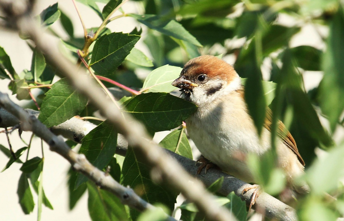 Eurasian Tree Sparrow
