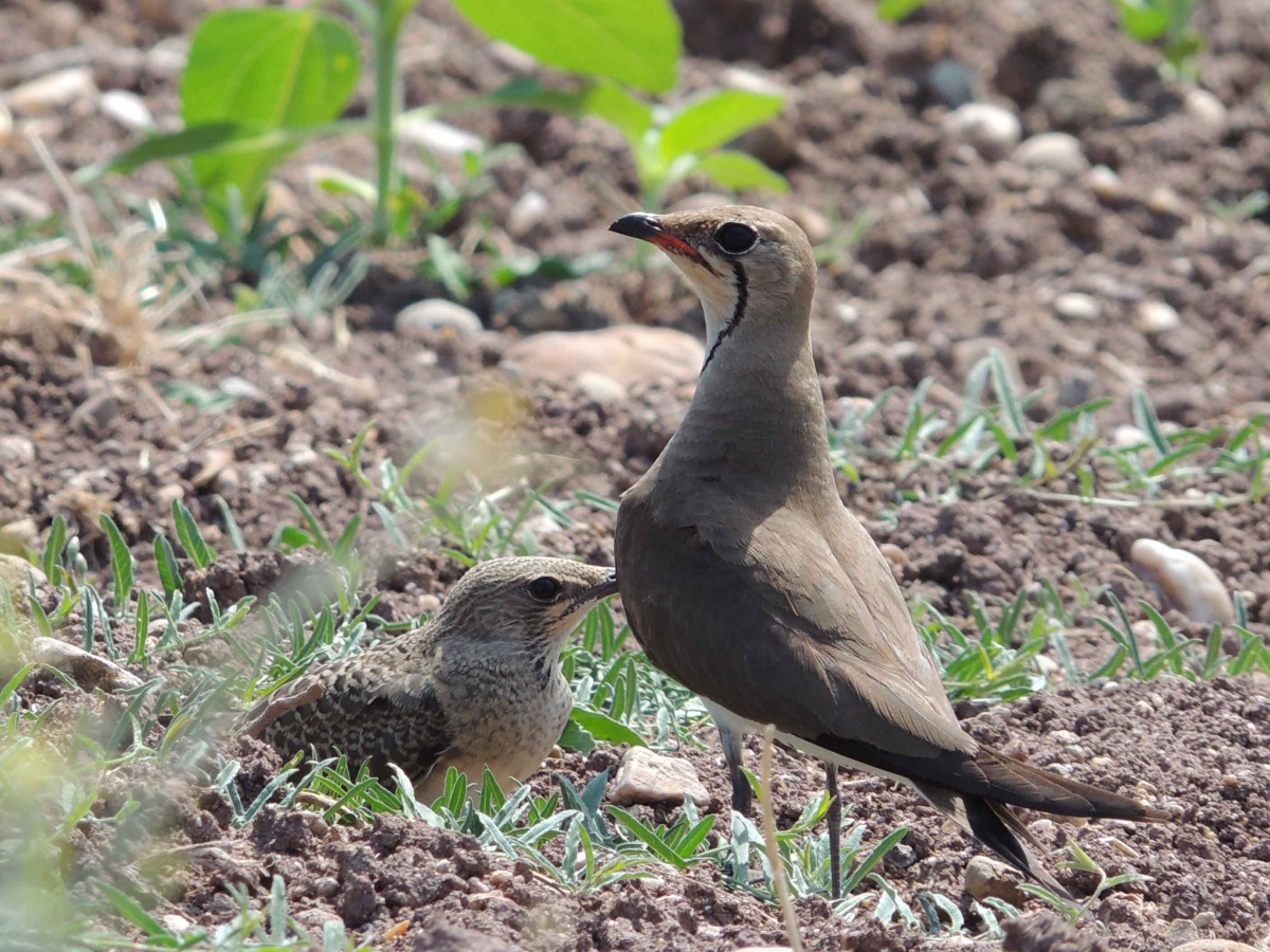 Collared Pratincole