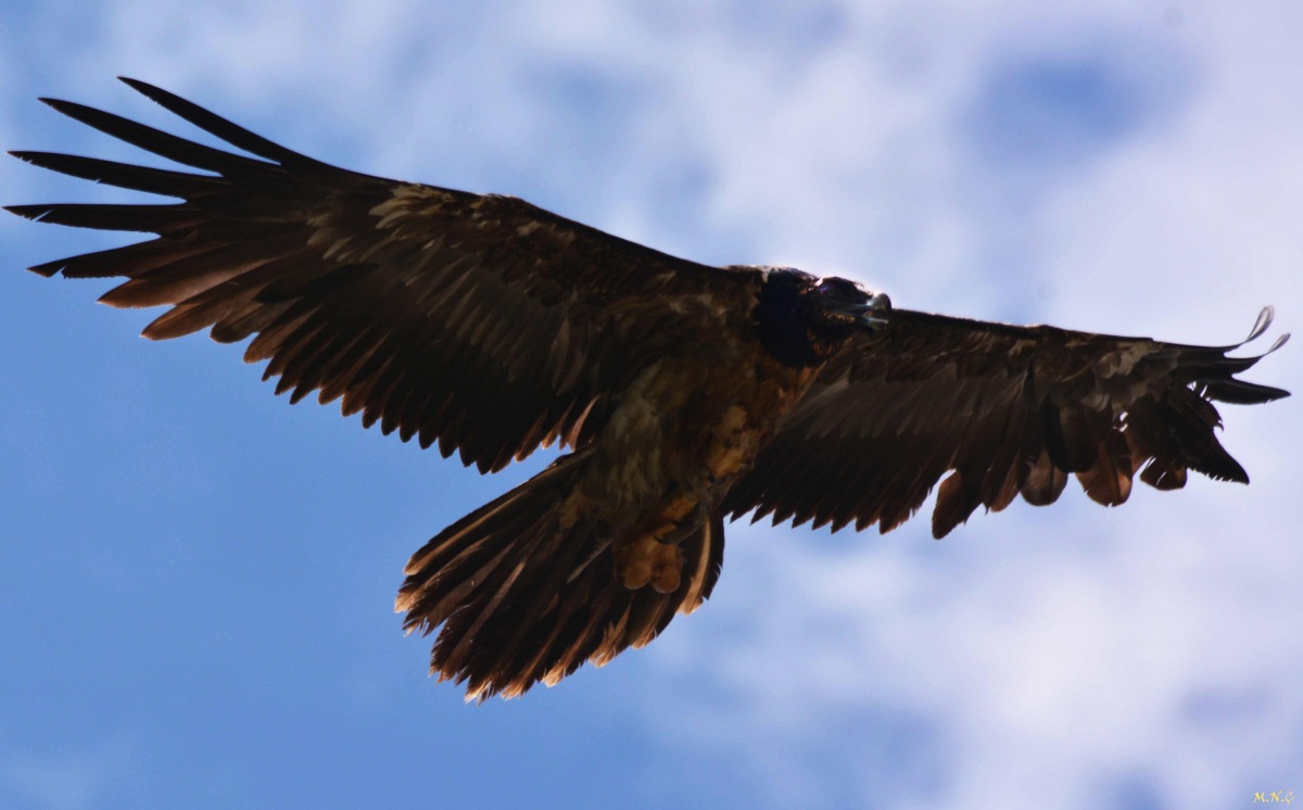 Bearded Vulture