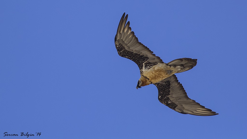 Bearded Vulture