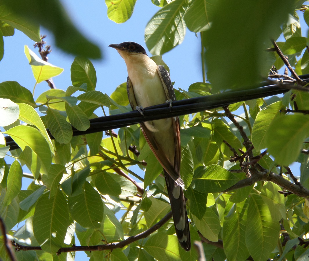 Great Spotted Cuckoo