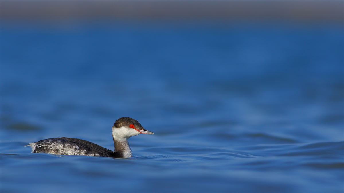 Horned Grebe