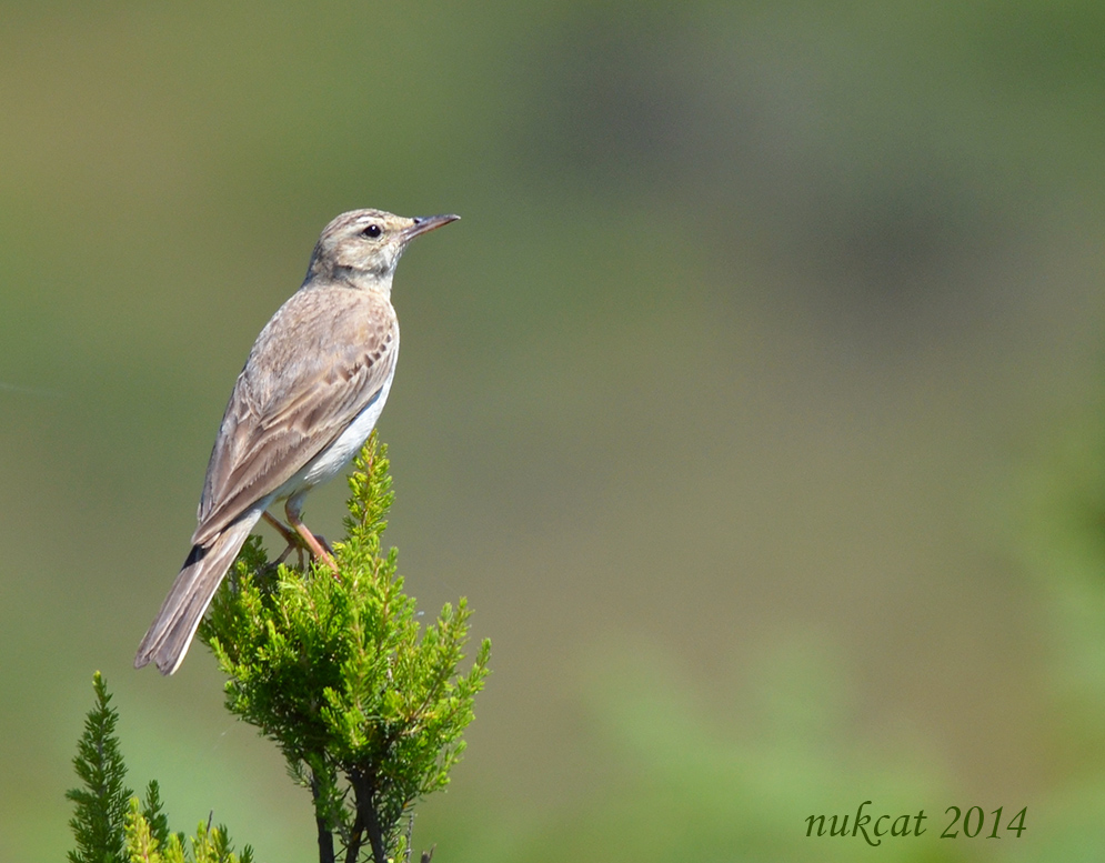Tawny Pipit