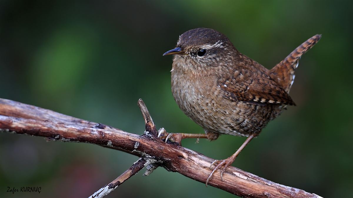 Eurasian Wren