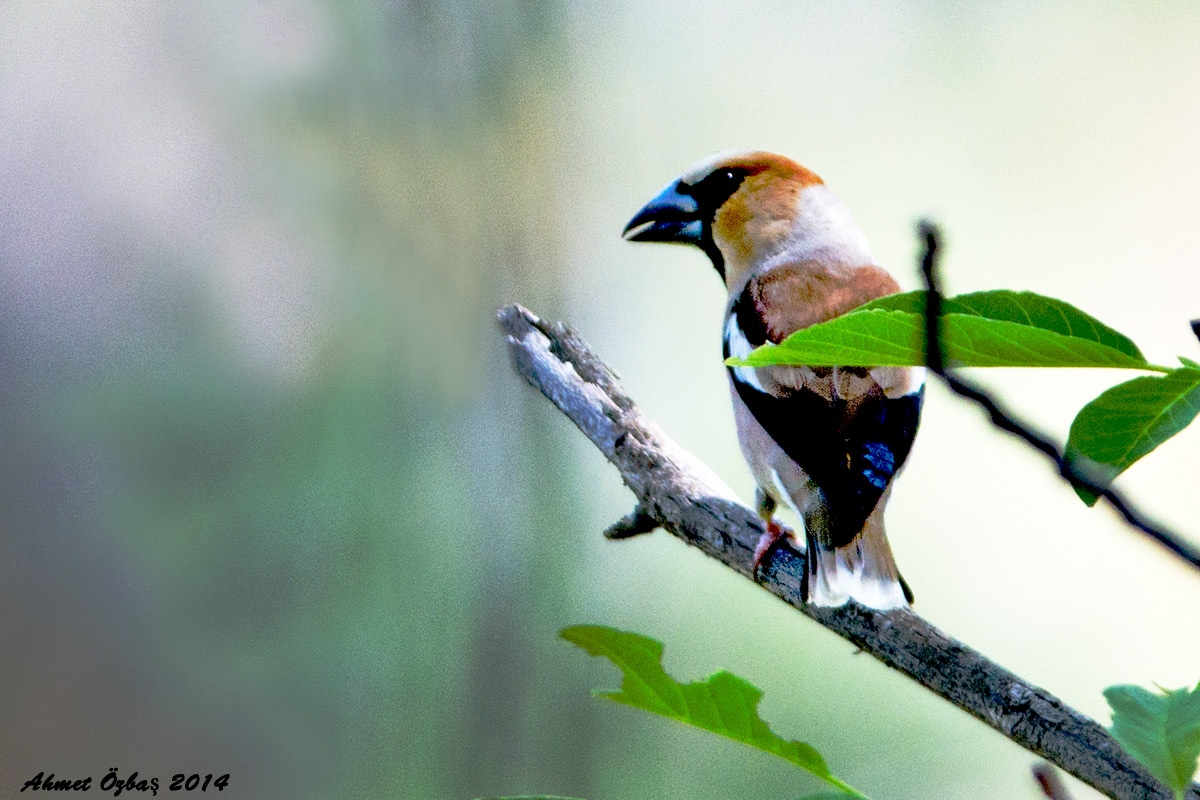 Hawfinch