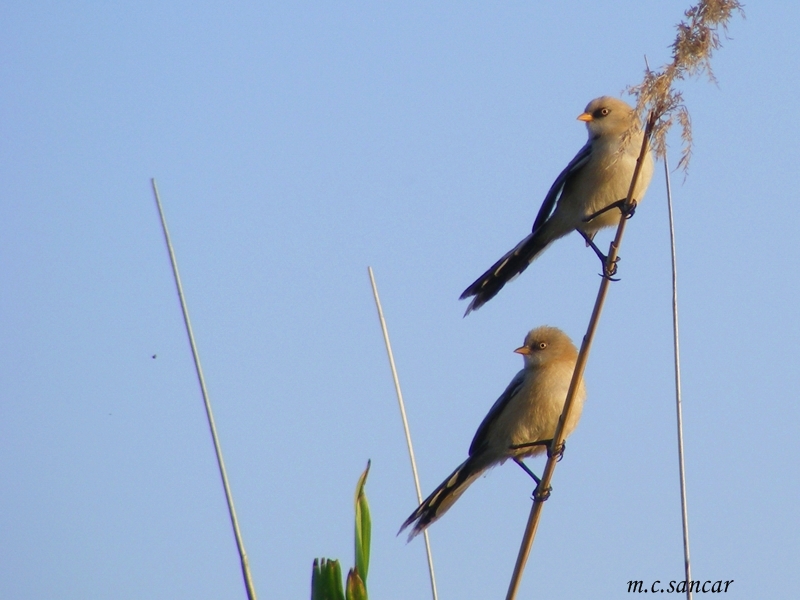 Bearded Reedling
