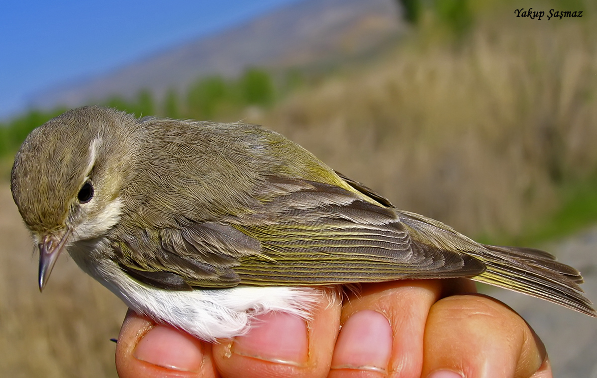 Eastern Bonelli`s Warbler