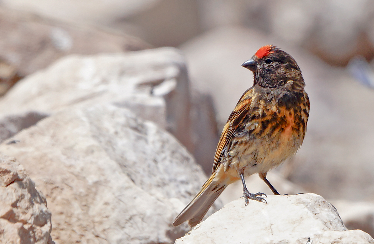 Red-fronted Serin