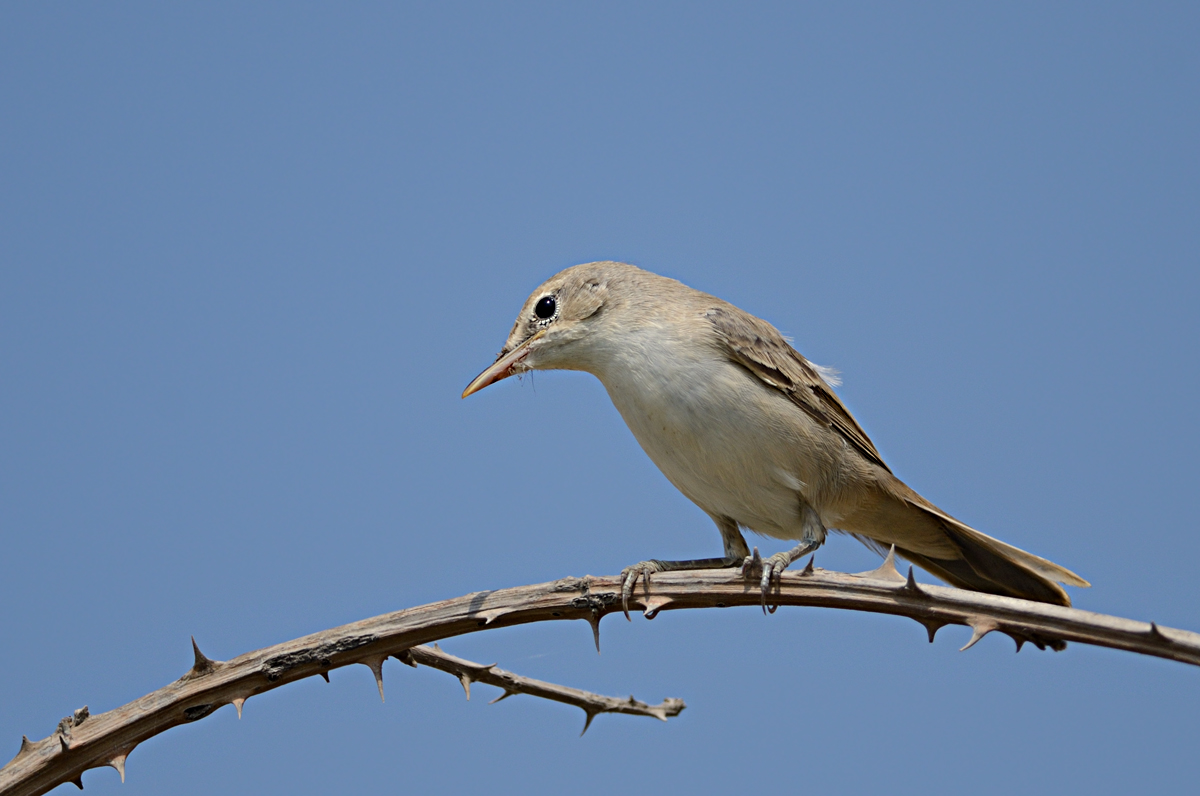 Upcher`s Warbler