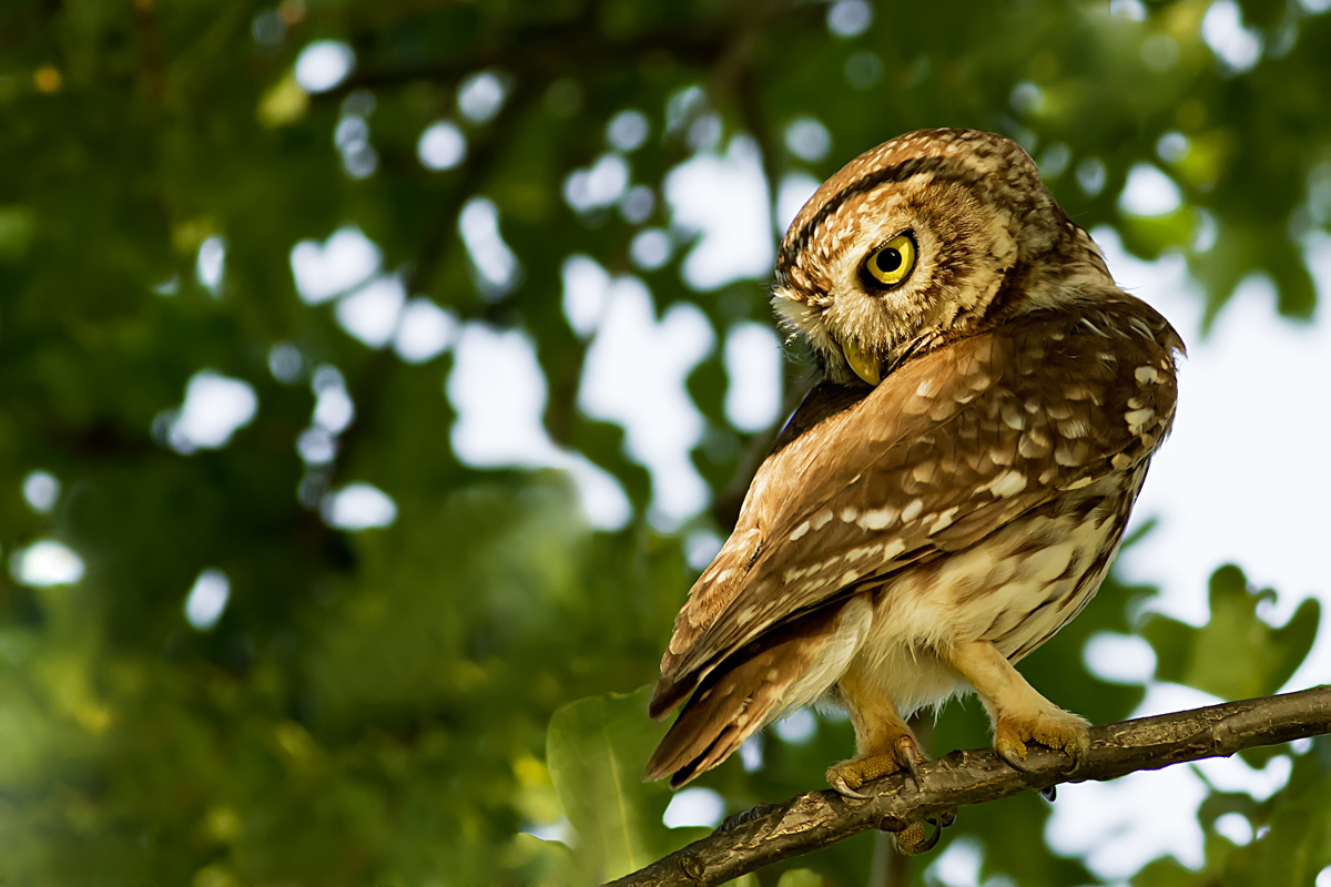 Little Owl