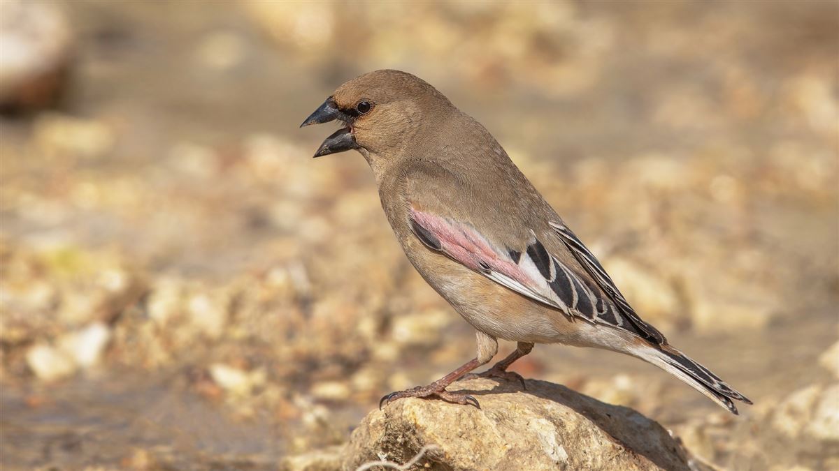 Desert Finch