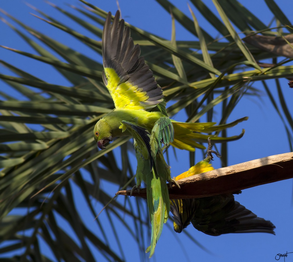 Rose-ringed Parakeet