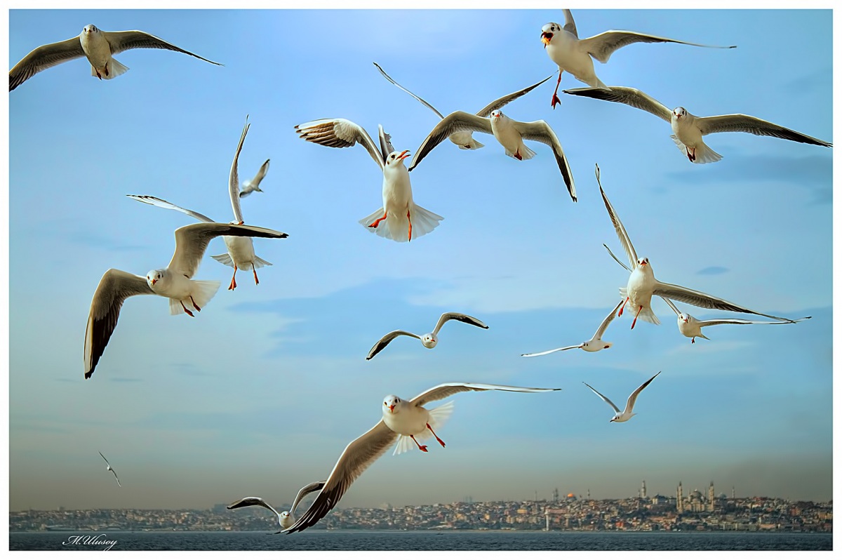 Black-headed Gull