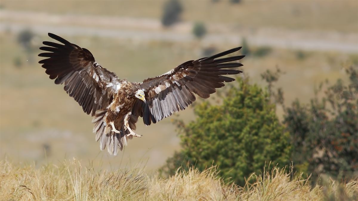 Egyptian Vulture