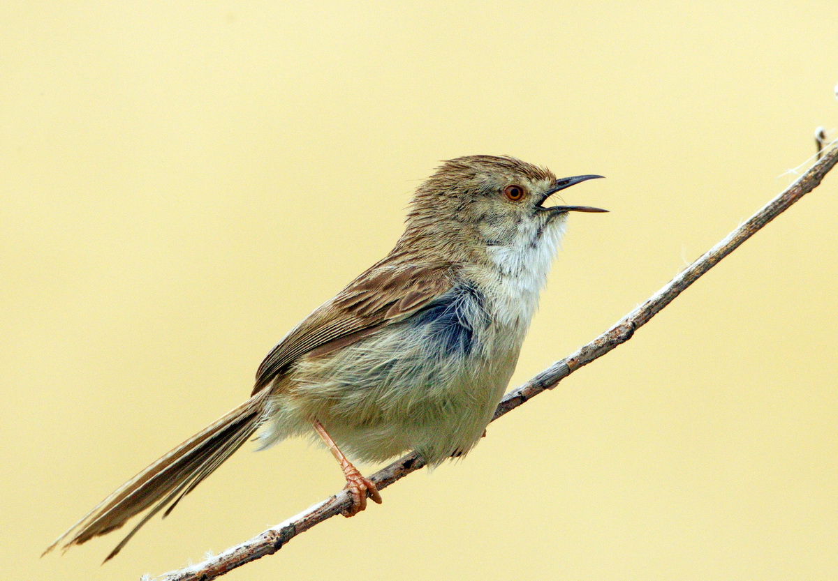 Delicate Prinia