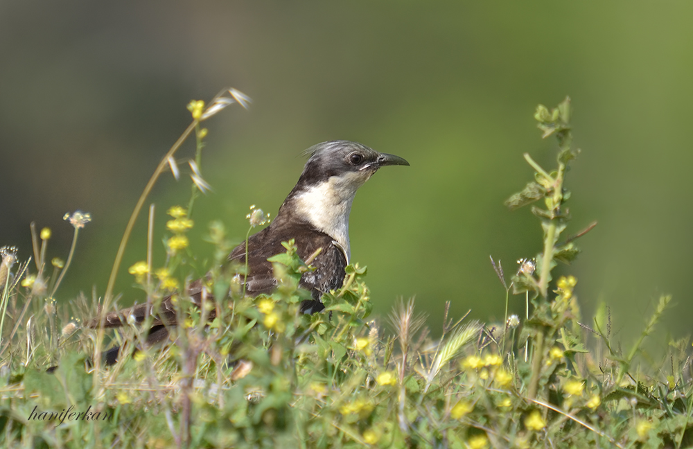 Great Spotted Cuckoo