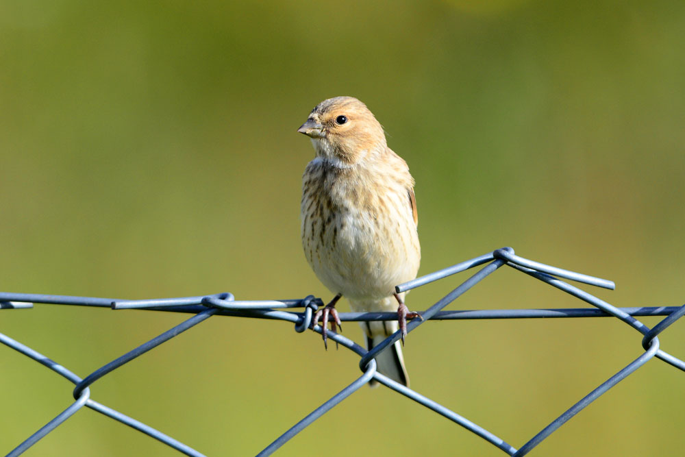 Common Linnet