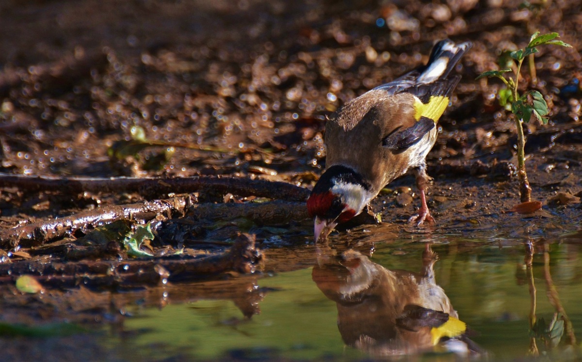 European Goldfinch