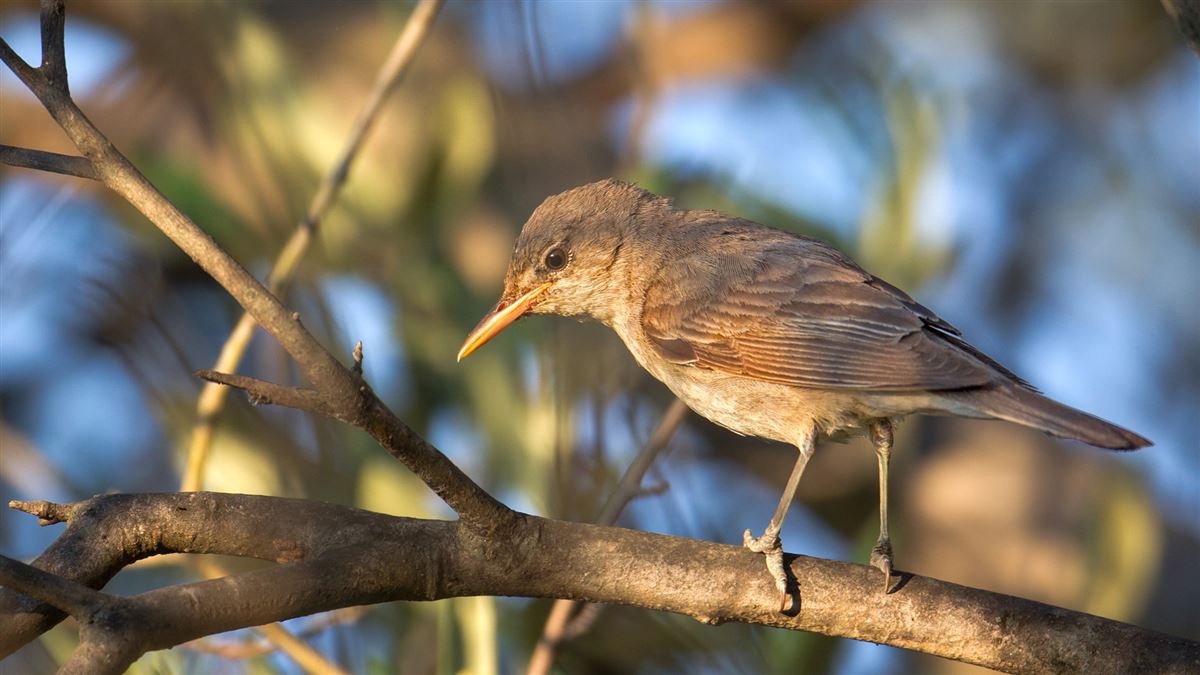 Olive-tree Warbler