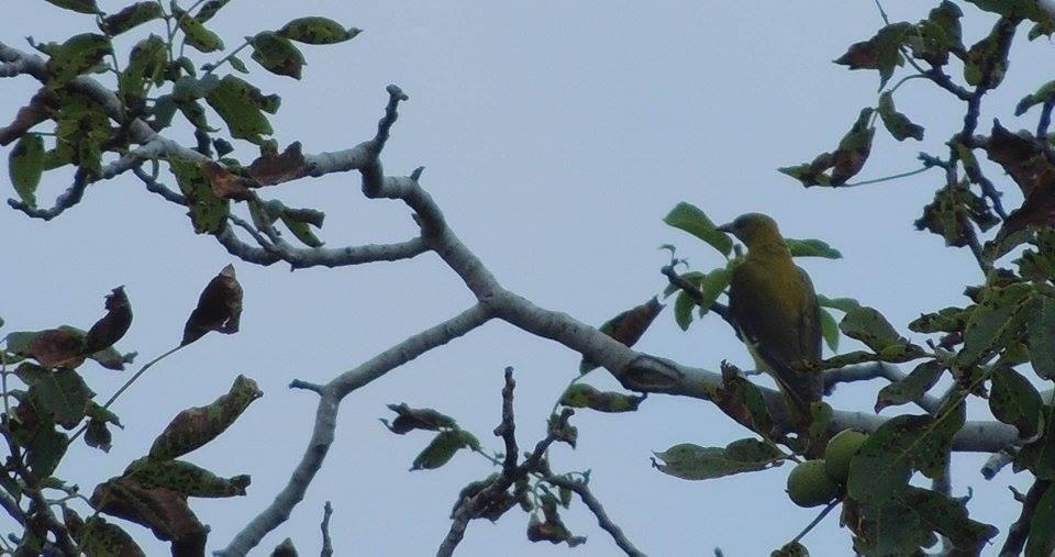 Eurasian Golden Oriole