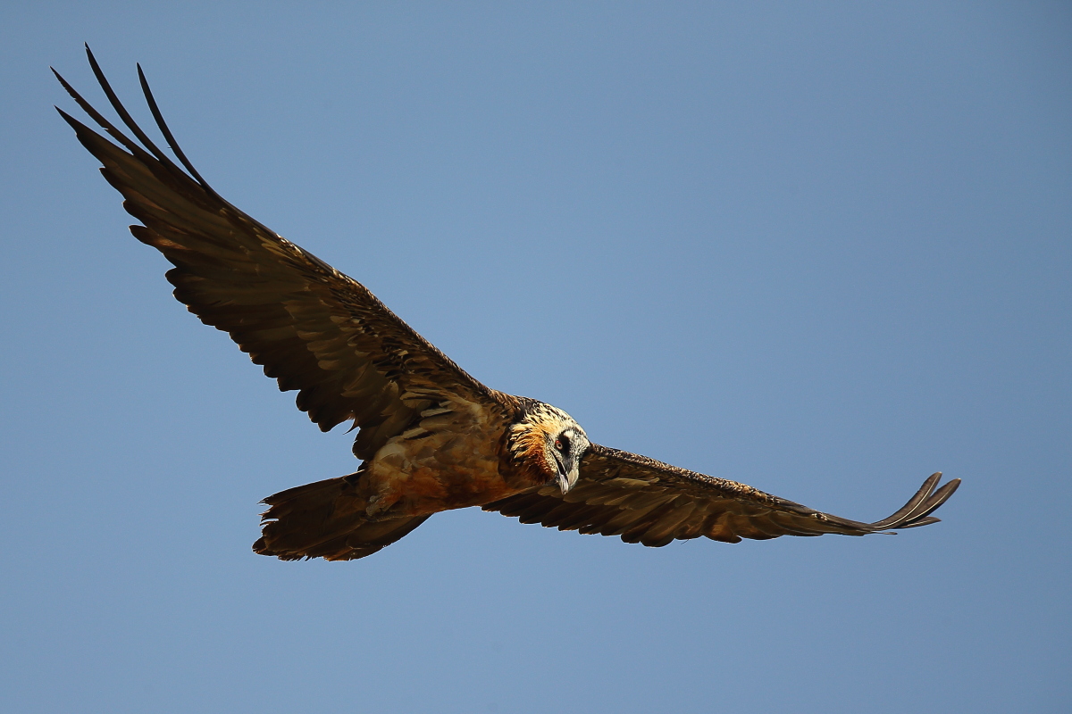 Bearded Vulture